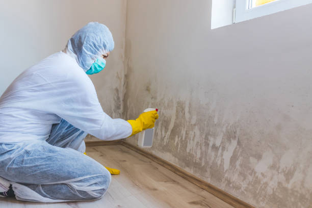 Licensed Mold Inspection service in Romeoville, IL - WQB Mold Removal