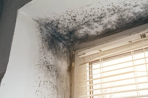 Affordable Mold Inspection solutions in Romeoville, IL