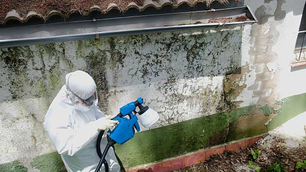 Top rated local Mold Inspection specialists in Romeoville, IL